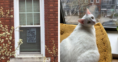 Cat-Crazed Woman Asks Neighbor About His Cat's Name by Sticking a Sign to Her Window, and It's the Most Wholesome Thing on the Internet
