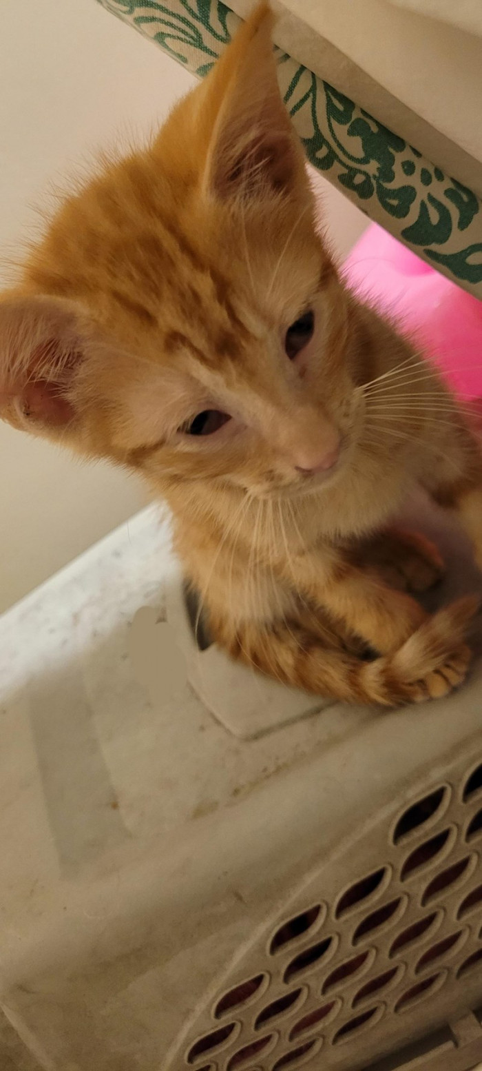 4. Milo has a friendly home now.