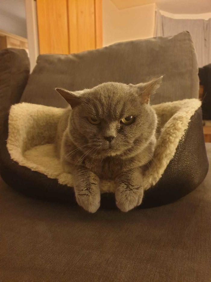 32. "We Adopted This Gorgeous (Albeit Grumpy) 15-Year-Old Girl Today. Previous Owners Could No Longer Take Care Of Her. Here She Is Settling Into Her New Forever Home!"