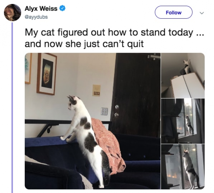 Smart kitty!