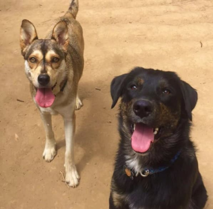 Dog owner stands outdoors near her leashed pets during a news interview.