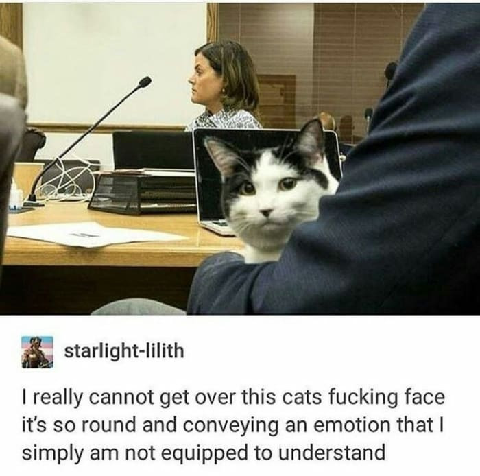 8. Facial expressions with cats:
