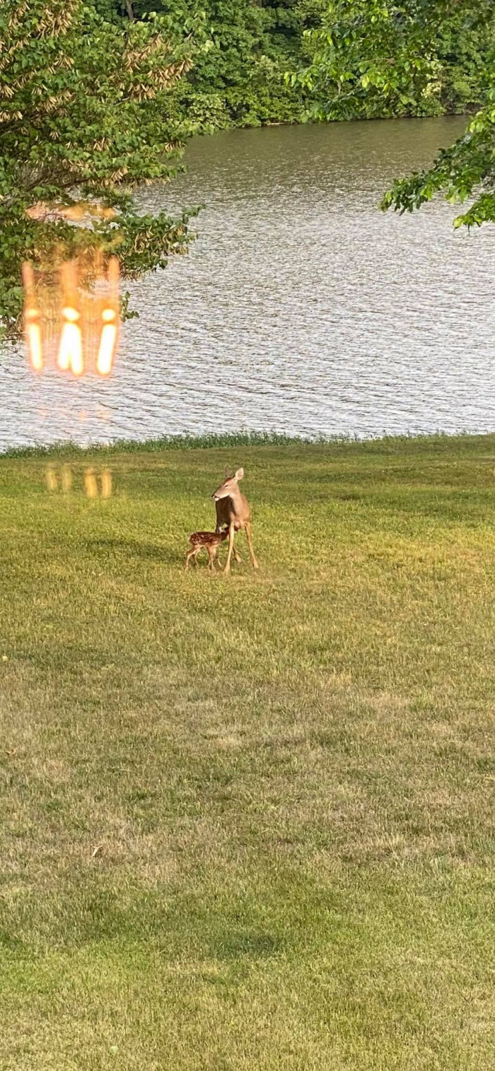 The mother deer showed up and reunited with its baby.