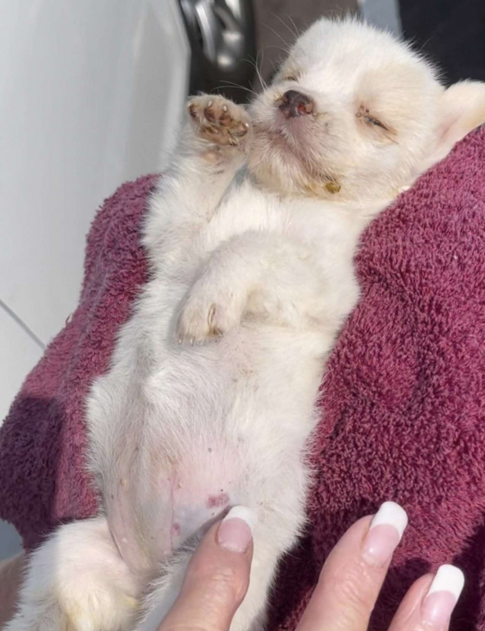 Poor Penelope had many ticks.