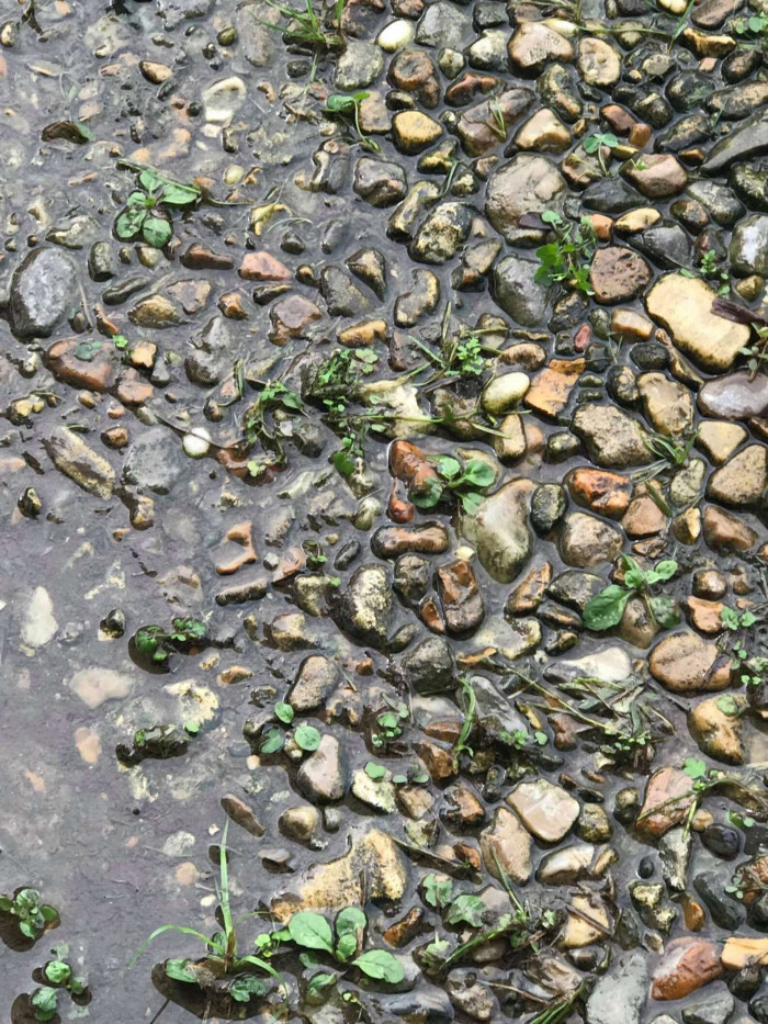 Even when she looked at the photo later, she could not find the frog in the picture.