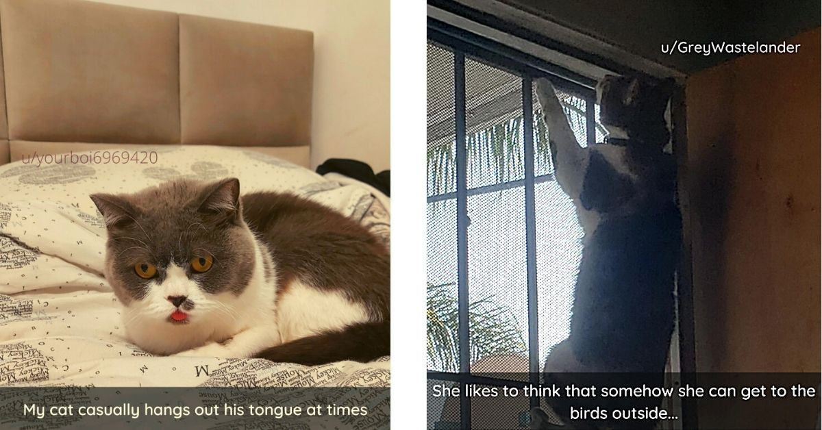 Absurd Cats That Make Us Wonder, "What's Going On In Those Little, Furry Heads?"