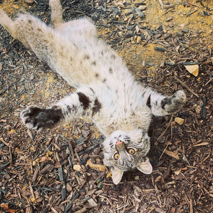 Considering his injuries, Russo realized that T'challa may not be able to return to the wild. It would be cruel to send him back there.