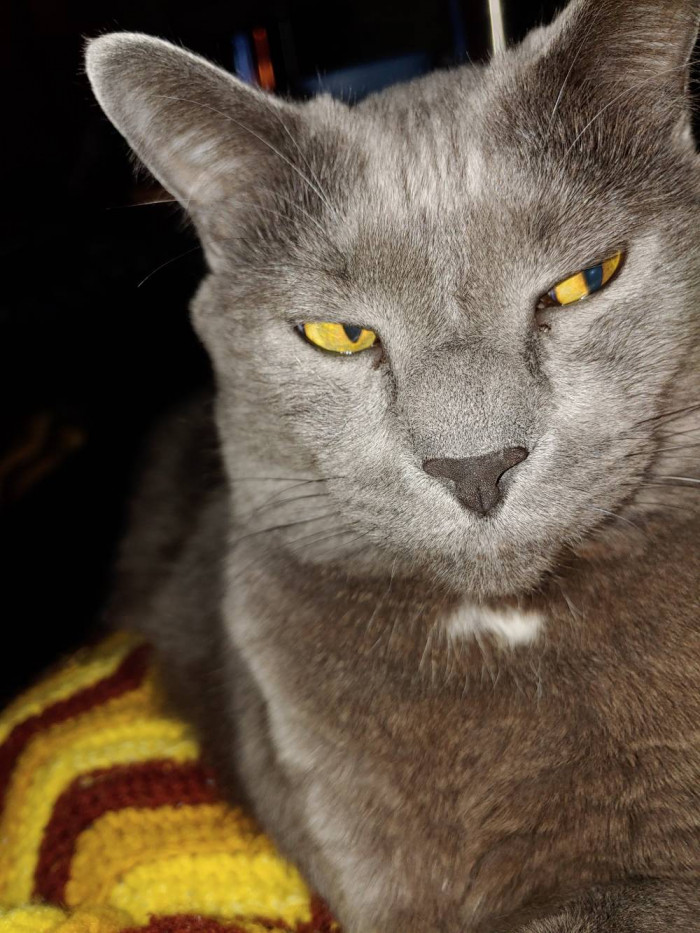 Meet Oscar, the dumpster kitten who has grown into a handsome cat.