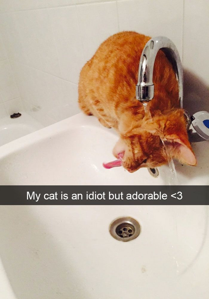 A Huge Collection of The Most Hilarious Cats On Snapchat