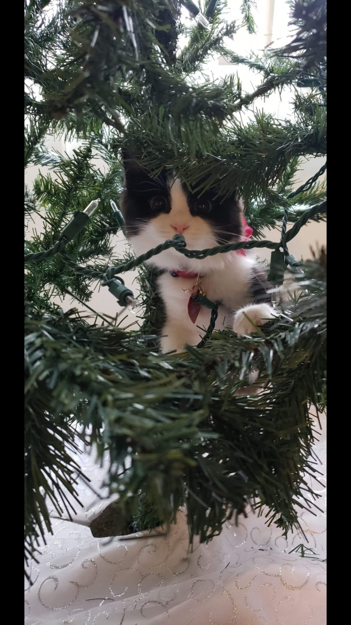 11. "The only picture I got of her in her first ever Christmas tree before I took the tree down this morning. She knocked it over twice in three minutes."