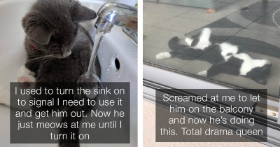 15 Best Cat Posts From The Past Few Months