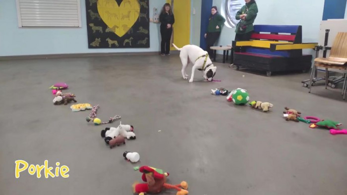 With Christmas fast approaching, the rehoming staff at Dogs Trust wanted to make sure their homeless pups were not forgotten.