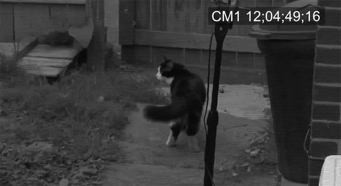 His owner installed a security cam to gather more evidence.