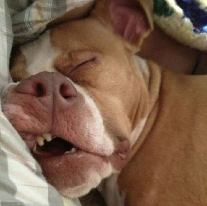 25. "The Shelter Said She Was Shy And Wouldn't Want To Be Around Us Much... But This Is What I Wake Up To Every Day"