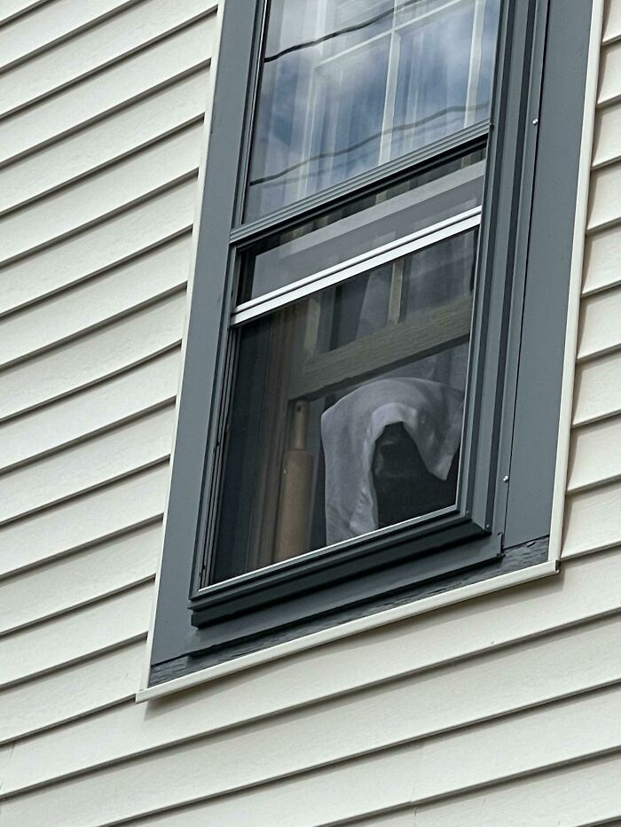 39. My girlfriend's dog is waiting for me at the window. I see you!