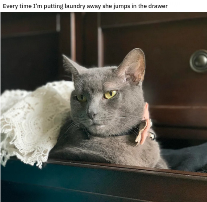 13. Clearly, this kitty owns the place.