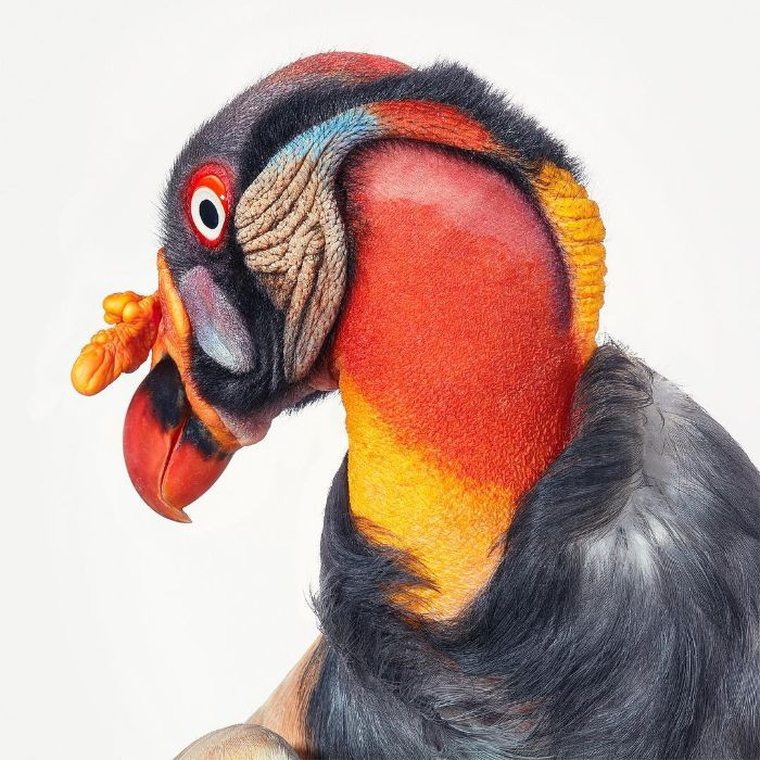 19. The King Vulture