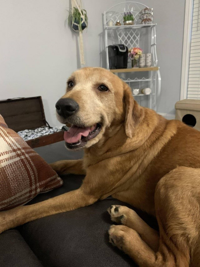 6. “Just adopted this sweet old girl, need a name!”