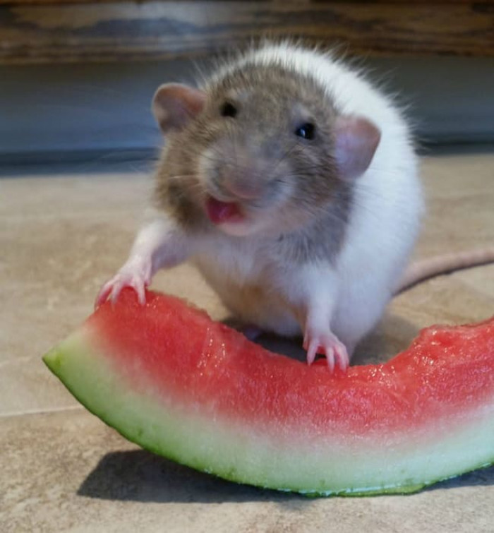 8. “My rat trying watermelon for the first time…”