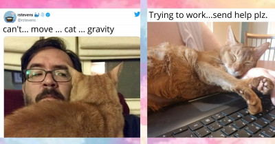 Adorable Cats That Have Chosen to Make Themselves Comfortable and Hold Their Humans Hostage