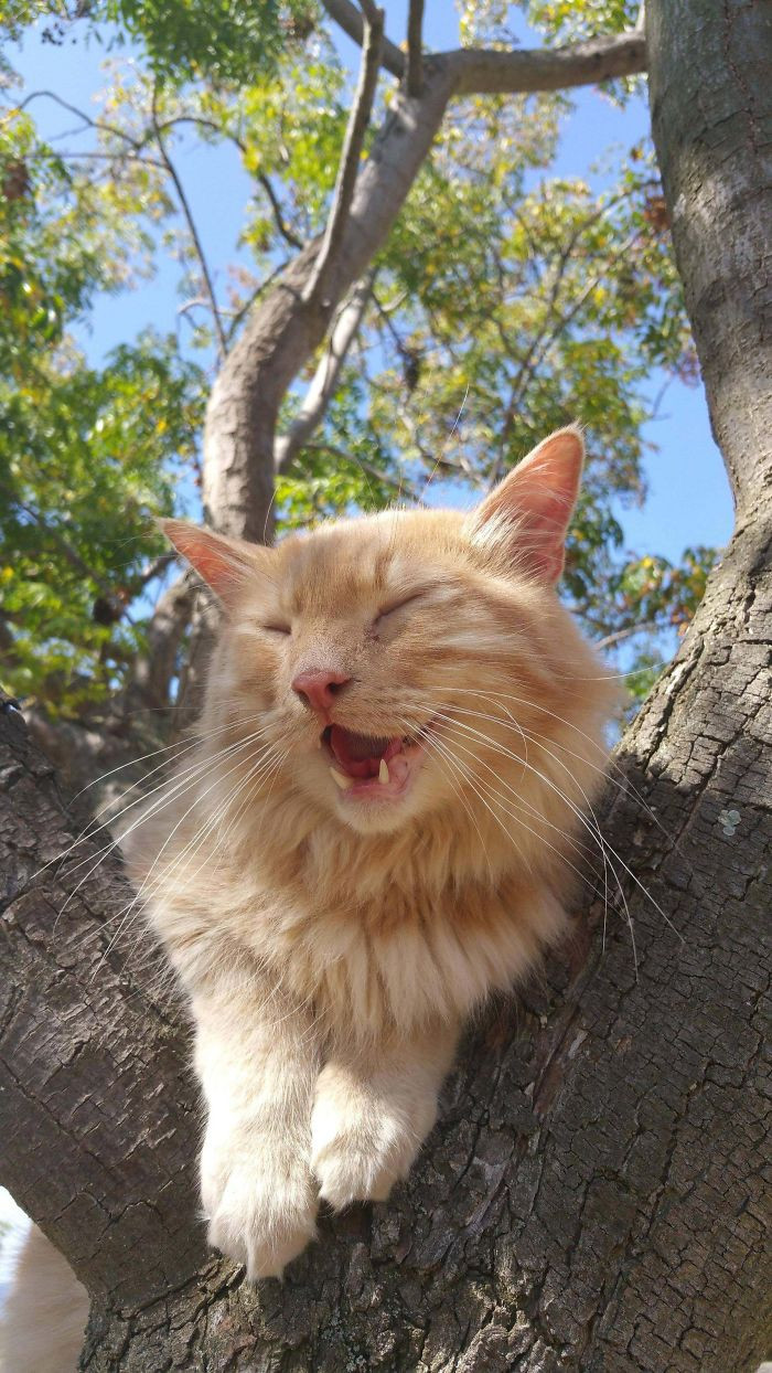1. Is there anything sweeter than a ginger cat enjoying a summer breeze?