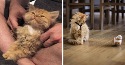 This Cat Paw-ssibly Has The Nicest Smile You'll See Today