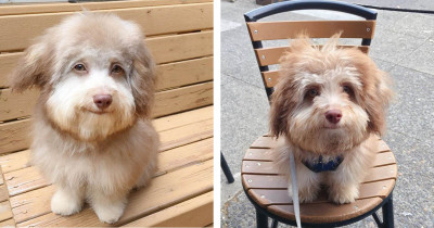 Adorable Dog With A Human Smile Is Taking The Internet By Storm
