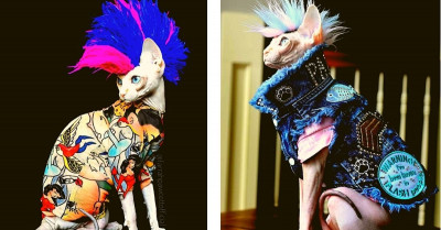 Unique Company Makes Punk Rock Accessories For Cats And Dogs