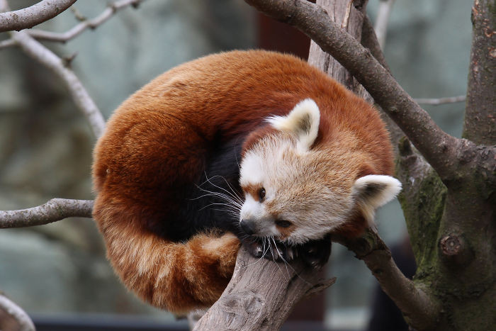 #30 Red Pandas Use Their Fluffy Tails As Blankets To Keep Warm When They Sleep