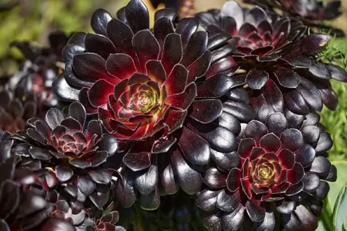 Make Your Garden As Goth As You With These Stunning Black Succulents