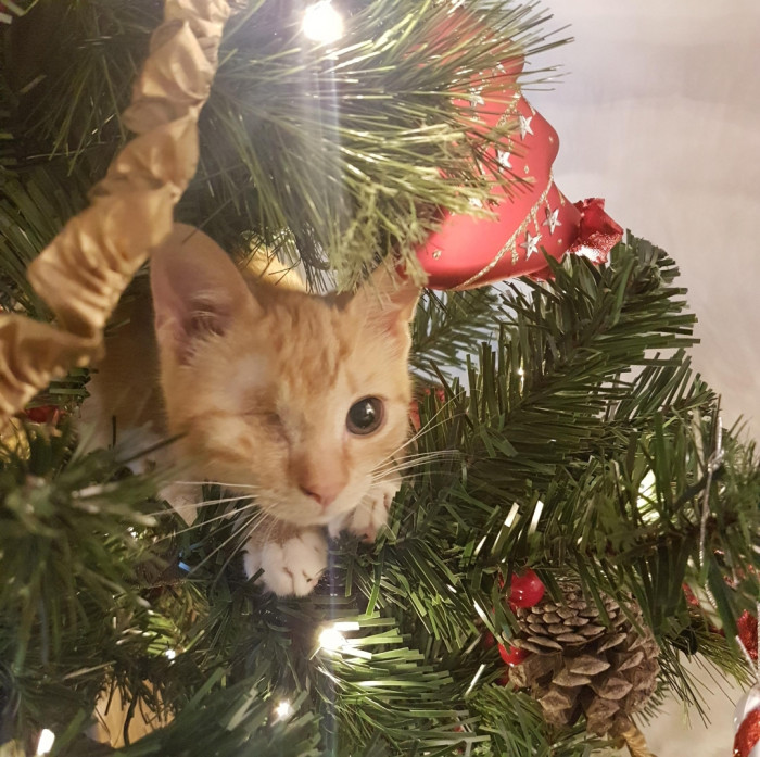 12. "This picture was made into a Christmas card for New Start Cat Rescue in Gloucestershire."