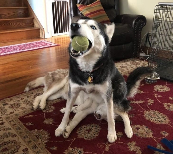 7. "The ball is mine, and I must prove it by sitting on you!"