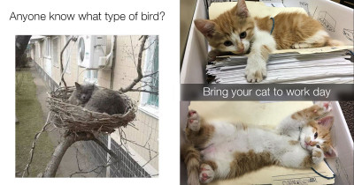 Cat Lovers Are Guaranteed to Love These Purr-fect Cat Memes and Pictures