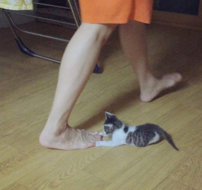 Close-up of kitten’s alert face, determined meowing near curb and pedestrians.