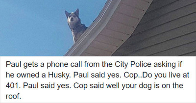 Cop Calls Man To Notify Him That His Husky Was On The Roof Of His House