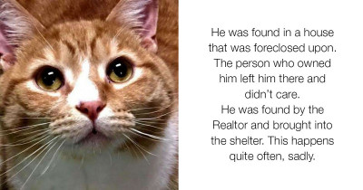 Cat Once Abandoned for Being Too Affectionate Finds New Hope in a New Family