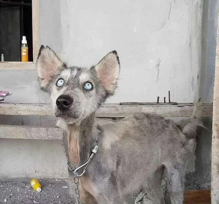 He looked even skinnier than before the haircut.