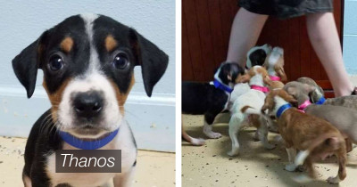 This Shelter Brilliantly Named Their Puppies After Avengers To Help Them Get Adopted