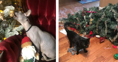 Tis The Season...For Cats To Play In Christmas Trees No Matter What The Humans May Think