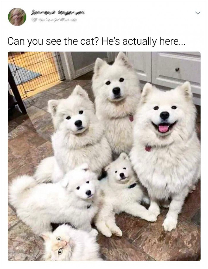 3. Good luck finding the cat. They all look alike!