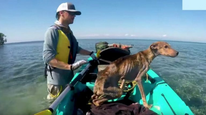 Wesely knew the dog was unlikely to survive another day alone on the island, so he put him in the kayak and took him back to the hotel where he was staying.
