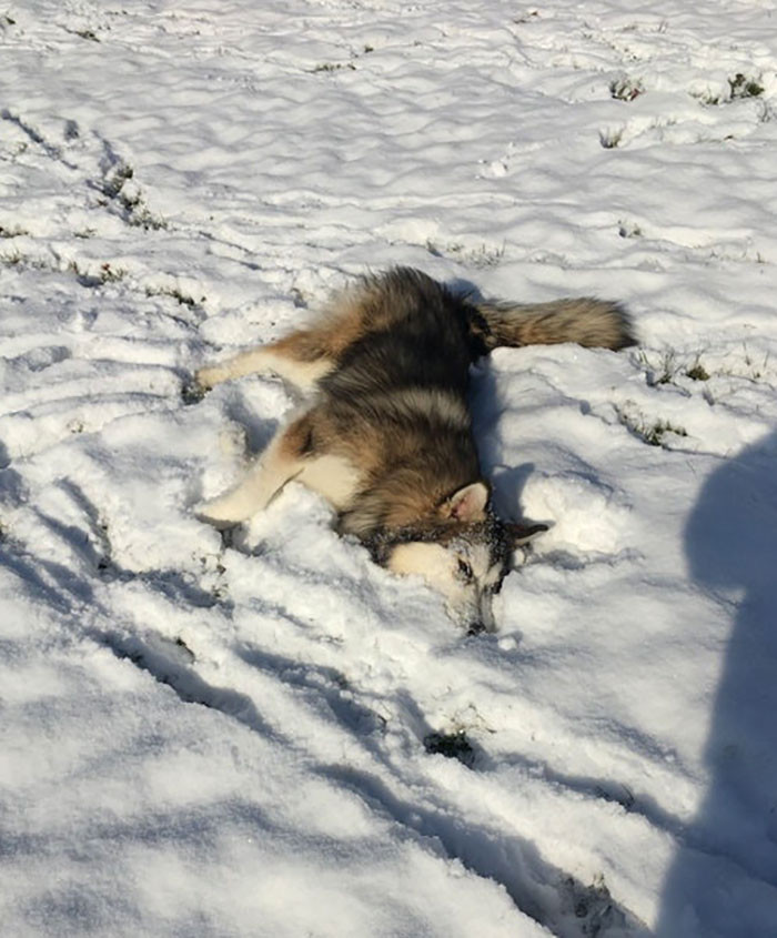 #45 Malamute Pupper's 'I think I'll stay here awhile kthanksbye!'