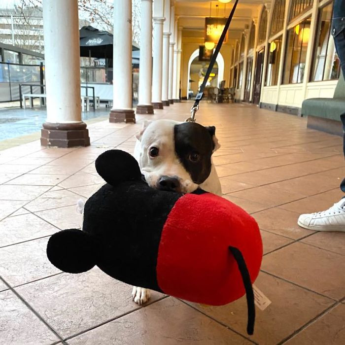 19. "Just met Ellie, who likes to walk around the city with her favorite Mickey Mouse toy (for all the attention and pats she gets). Can confirm it 110% worked."