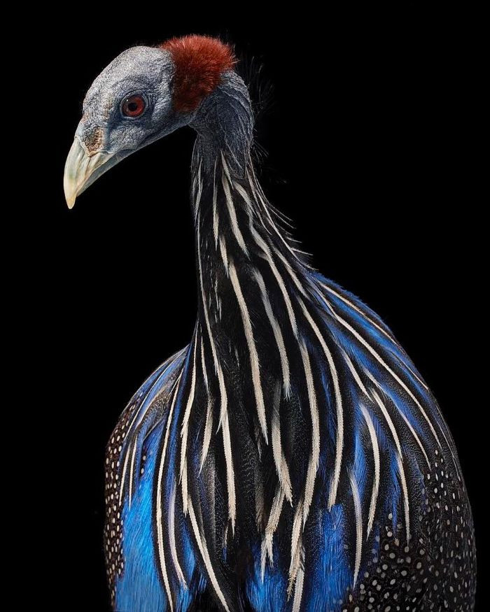 20. Vultrurine Guineafowl Hen