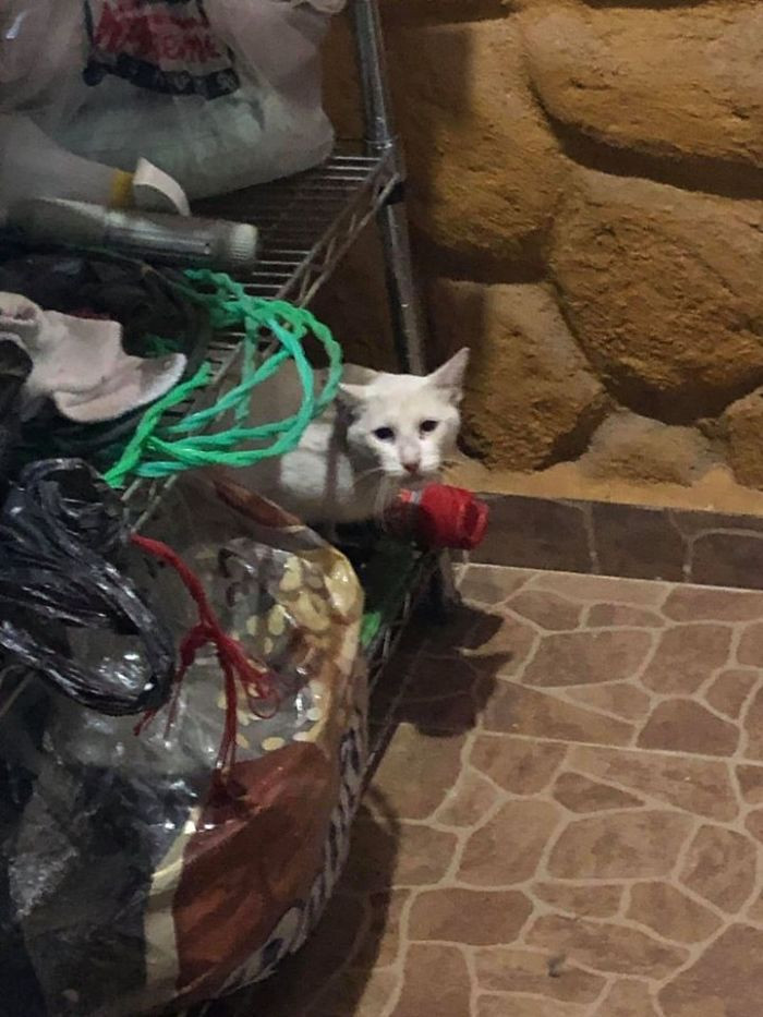 #22 My GF Ask Me Why Did I Put A White Cat In Our Laundry Room, Didn't Know What She Was Talking A Out, Send Me The Pic Felt In Love With Cat, Cat Is Now Part Of The Family