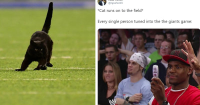 Football Game Suddenly Interrupted By A Black Cat At the MetLife Stadium