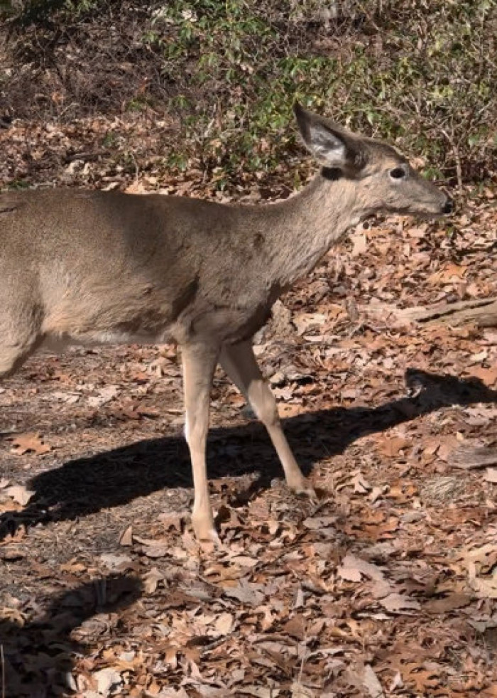 Odd Looking Deer Is Rescued After Days With No Food Or Water