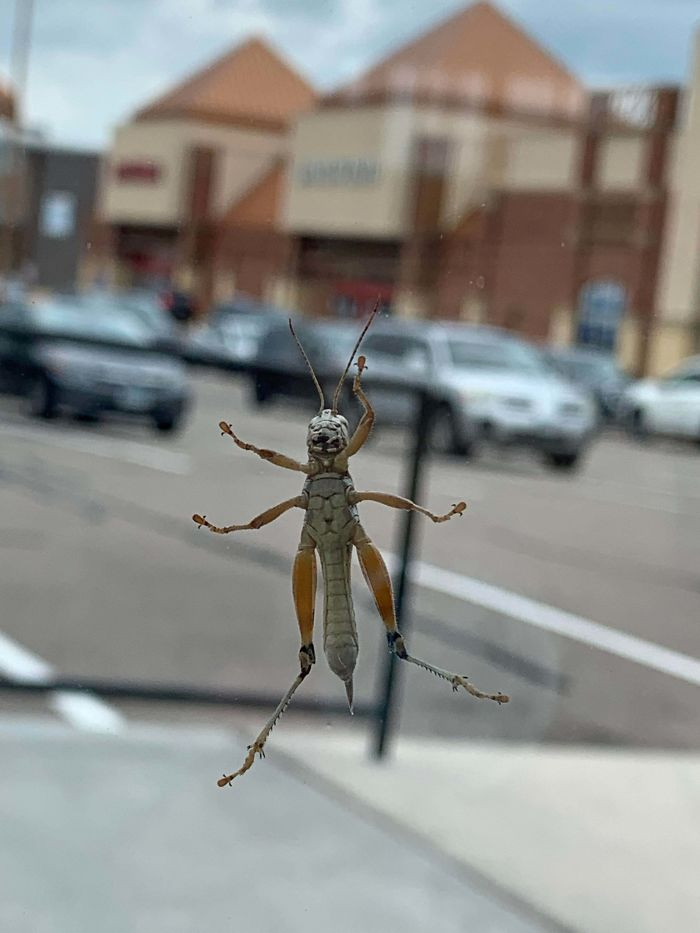 "The Thorax of This Bug Looks Like a Cat with Sunglasses"
