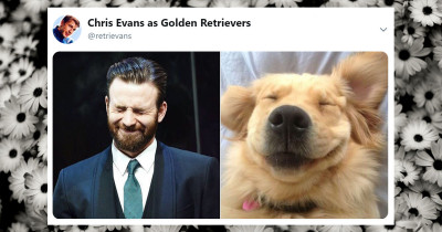 Chris Evans Is A Golden Retriever, And This Twitter Account Is Willing To Prove It