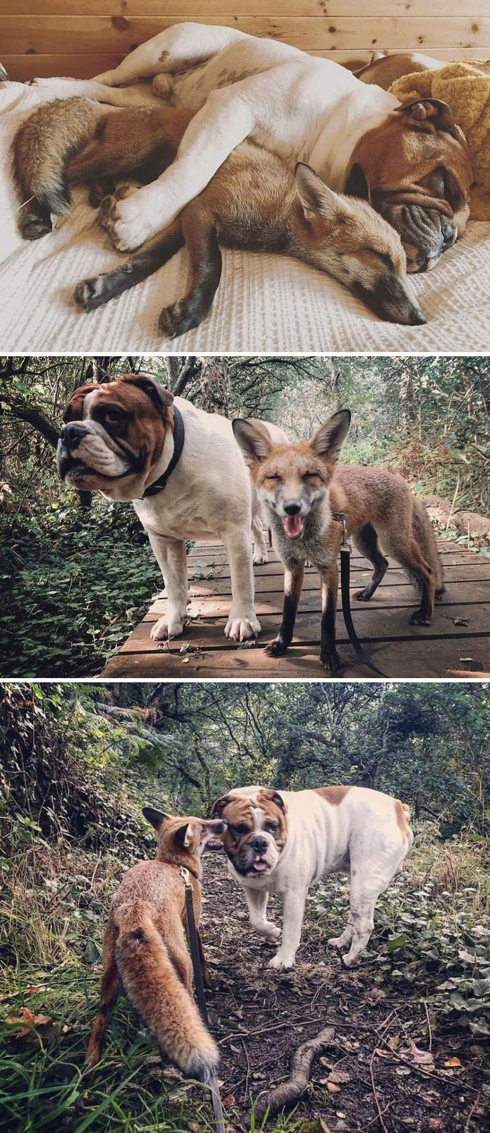 2. Rescue Fox And A Bulldog Become Inseparable And Form A Real-Life “The Fox And The Hound” Friendship